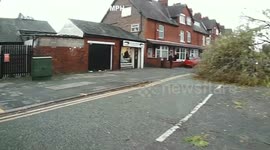 Huge Tree Blocks Street In Conway Road
