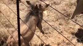 Young wild warthog being rescued from a snare placed by poachers