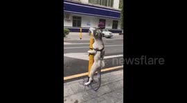 Humping husky 'tries to mate with steel post'