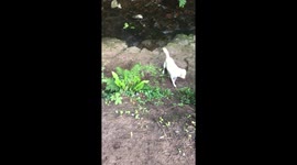 Labradors invent their own game of fetch with a ball