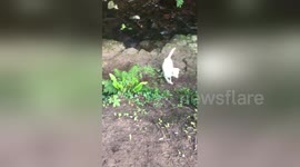 Newsflare Edit - Labradors invent their own game of fetch with a ball