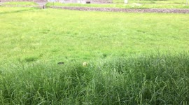 Dogs running in the long grass, ears all that is visible