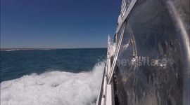 Swimming With A Whale Shark (Ningaloo Blue Tours)