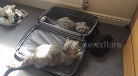 Suitcase fun for kitty brothers