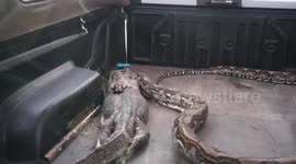 Python regurgitates massive monitor lizard