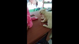 Cat is scared of his own reflection