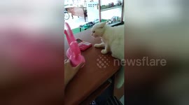 Hilarious moment cat falls off table fighting her own reflection