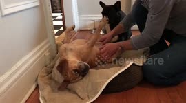 PUDGE THE PARALYZED PUGGLE - MAKING PROGRESS!!!