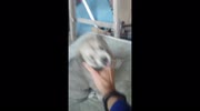 temp