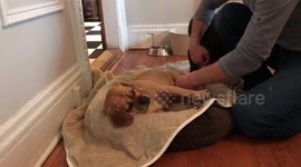 Massage rehab for Pudge the Paralyzed Puggle