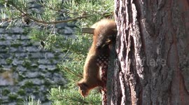 Red squirrel feeding in trees at Braemar, Cairngorms, Scotland, Nov 2017