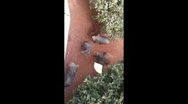 Adult Javelina fighting over chips in Sedona