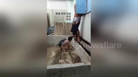 Pet pig pulls down owner's shorts in Bangkok