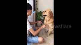 山东青岛：主人让金毛猜手中零食