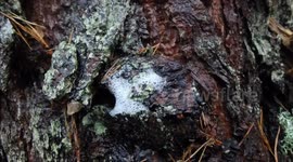 Trees that bubble/foam in the rain.