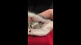 Kitten being playful and cute!