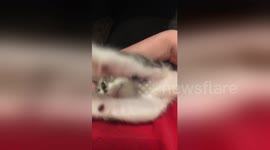 Newsflare Edit - Kitten being playful and cute!