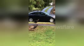 Man films turkeys walking across street on Thanksgiving