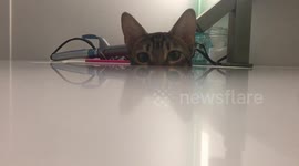 Bengal Cat Eyes Are Watching You...