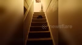 Newsflare Edit - Pranking Boy he jumps with a fright when he see's the biggest spider ever