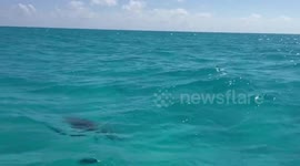 Giant Turtle reaching for air Mexico