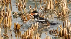 the bird take a bath