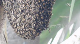 honey bee nest close up