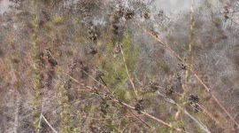 SURVIVAL: How to collect water from plants