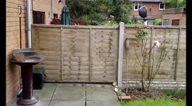 Tell a child there is a frog in the garden and get soaked.