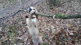Amstaff puppy taking down small tree