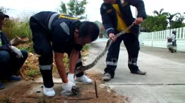 Snake freed from manhole cover using cooking oil