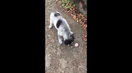 cute little dog left alone on the street, howling of hunger, then we saw him and bought some food and feed him... he ate it all in matter of seconds