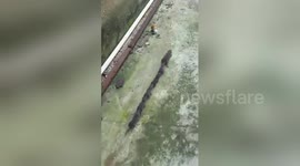 Baby shrews follow mum to avoid getting lost