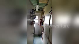 Cat tries to jump onto shelf, fails