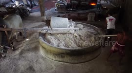 The Famous Noodles Delicious and Healthy is made by Cow's help.