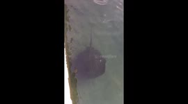 Stingray swims in Los Gigantes harbour, Tenerife