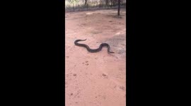 Viscious Python stopped from catching a wild cat