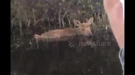 Fishermen rescue moose calf fallen in lake