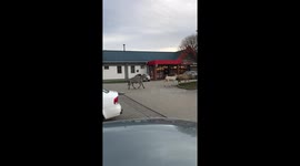 Zebras escaped from circus gallop run around Budapest