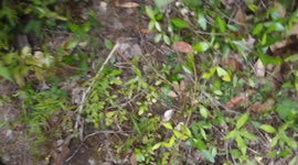 Plant reacts to being touched