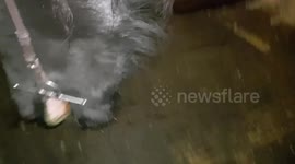 Phoenix does not like the sour taste of steal? 