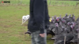 Farmer finds way of herding turkeys with ingenious technique - using a sheep dog