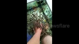 Релакс(пилинг рыбками гарра руфу)