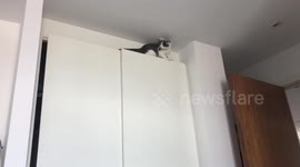 Steve the kitten jumps off the wardrobe