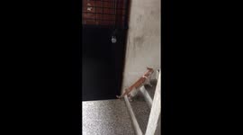 Cat Knocking The Door