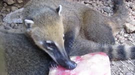 Coati enjoying a 