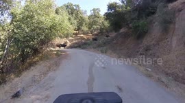 Man versus cow in new internet sensation called who moves first