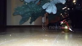Cat chases Christmas bauble