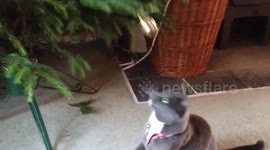 Cat plays with Christmas bell decoration on the Christmas tree
