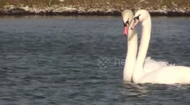 A pair of Mute Swans perform their graceful courtship dance